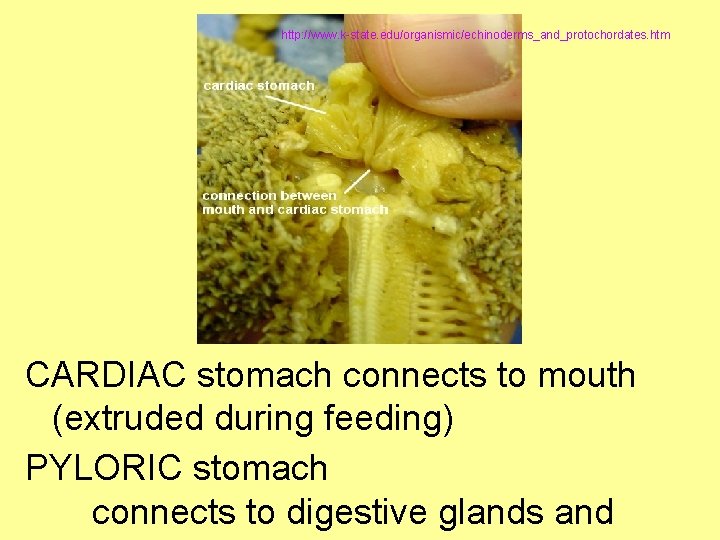 http: //www. k-state. edu/organismic/echinoderms_and_protochordates. htm CARDIAC stomach connects to mouth (extruded during feeding) PYLORIC