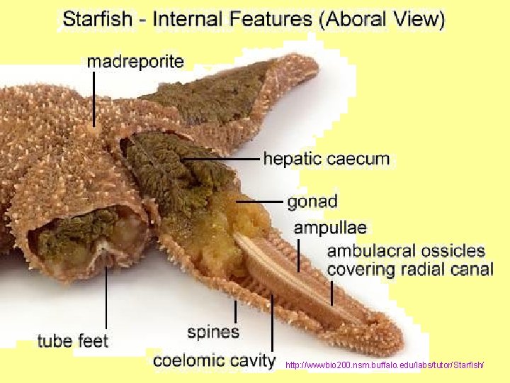 http: //wwwbio 200. nsm. buffalo. edu/labs/tutor/Starfish/ 