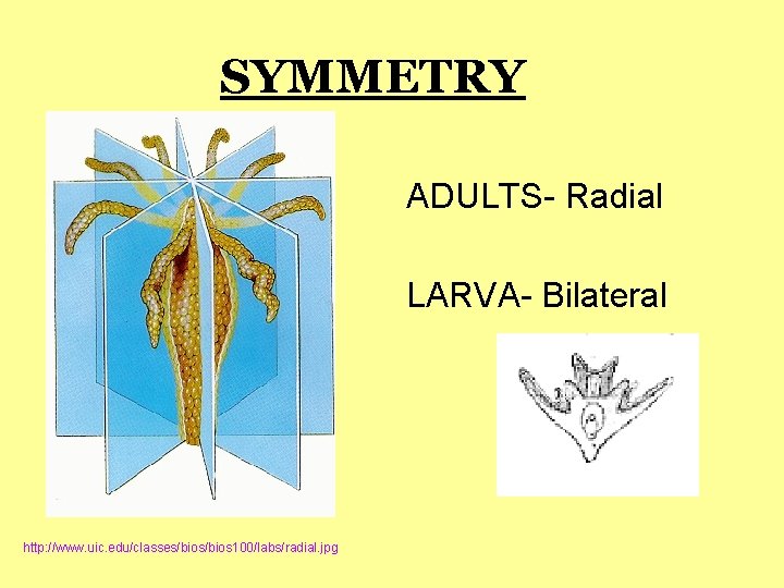 SYMMETRY ADULTS- Radial LARVA- Bilateral http: //www. uic. edu/classes/bios 100/labs/radial. jpg 
