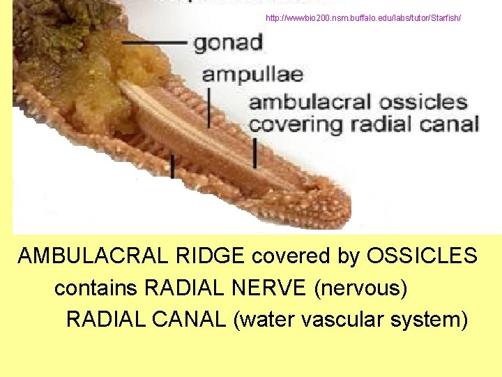 http: //wwwbio 200. nsm. buffalo. edu/labs/tutor/Starfish/ AMBULACRAL RIDGE covered by OSSICLES contains RADIAL NERVE