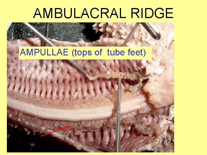AMBULACRAL RIDGE AMPULLAE (tops of tube feet) 