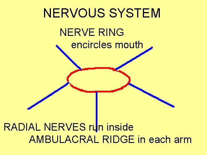 NERVOUS SYSTEM NERVE RING encircles mouth RADIAL NERVES run inside AMBULACRAL RIDGE in each