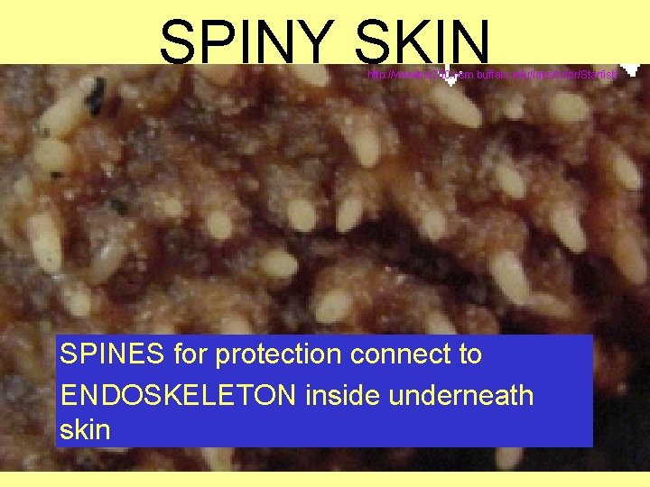 SPINY SKIN http: //wwwbio 200. nsm. buffalo. edu/labs/tutor/Starfish SPINES for protection connect to ENDOSKELETON