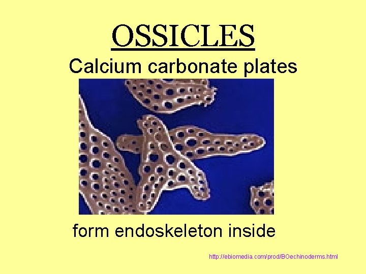 OSSICLES Calcium carbonate plates form endoskeleton inside http: //ebiomedia. com/prod/BOechinoderms. html 