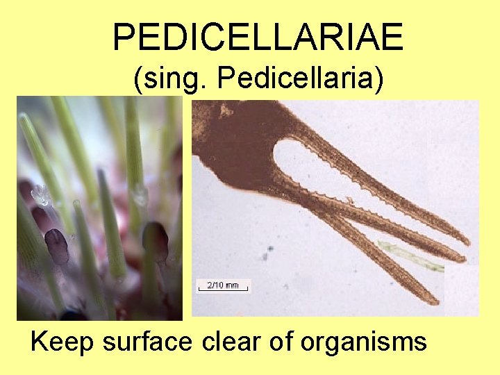 PEDICELLARIAE (sing. Pedicellaria) Keep surface clear of organisms 