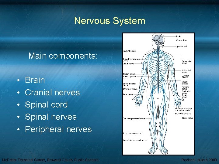Nervous System Main components: • • • Brain Cranial nerves Spinal cord Spinal nerves
