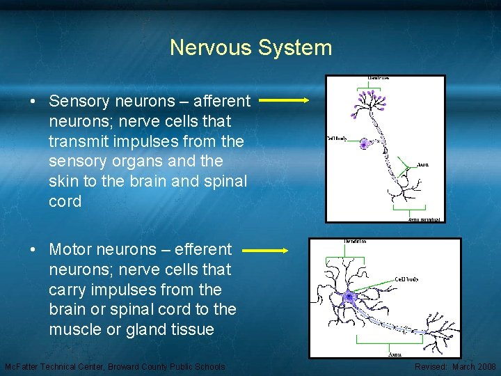 Nervous System • Sensory neurons – afferent neurons; nerve cells that transmit impulses from
