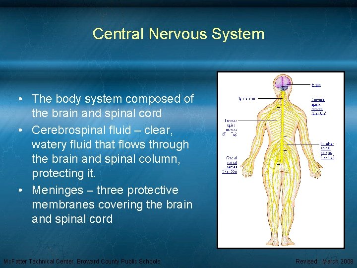 Central Nervous System • The body system composed of the brain and spinal cord