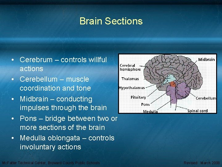 Brain Sections • Cerebrum – controls willful actions • Cerebellum – muscle coordination and
