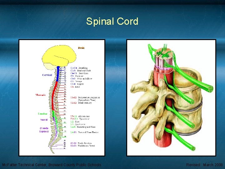 Spinal Cord Mc. Fatter Technical Center, Broward County Public Schools Revised: March 2008 