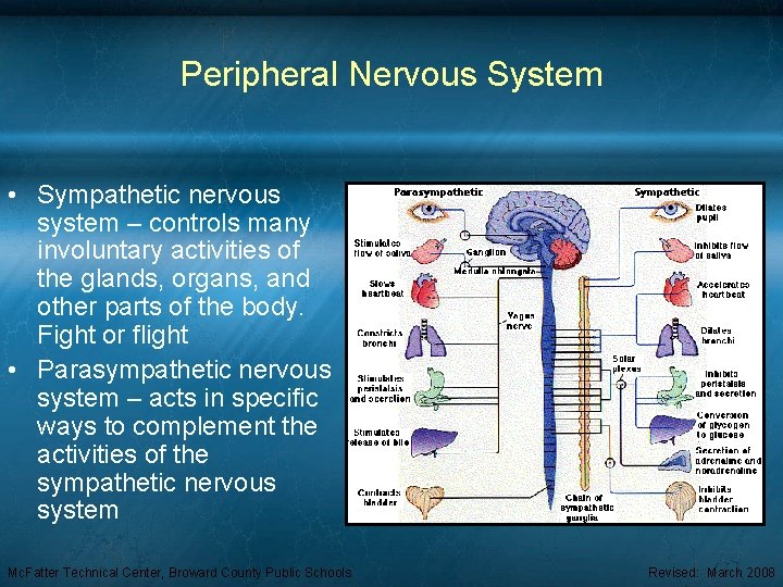Peripheral Nervous System • Sympathetic nervous system – controls many involuntary activities of the