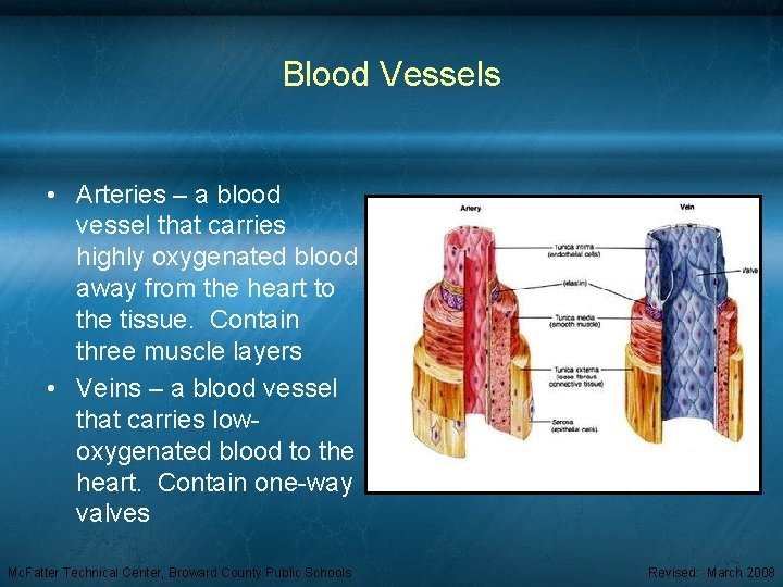 Blood Vessels • Arteries – a blood vessel that carries highly oxygenated blood away