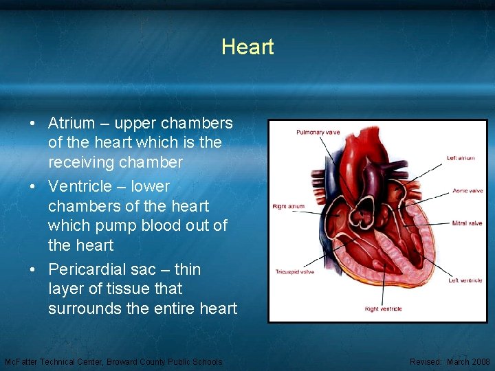 Heart • Atrium – upper chambers of the heart which is the receiving chamber
