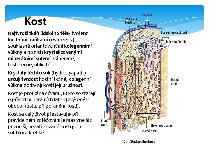 Kost Nejtvrdší tkáň lidského těla- tvořena kostními buňkami (osteocyty), souhlasně orientovanými kolagenními vlákny a