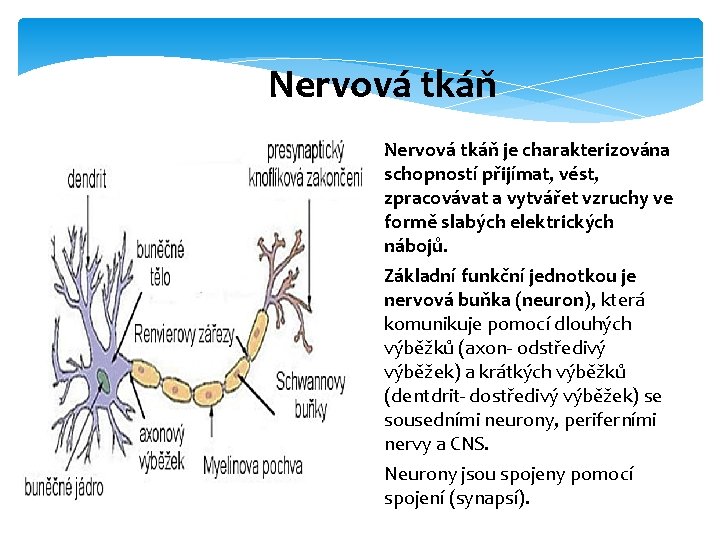 Nervová tkáň je charakterizována schopností přijímat, vést, zpracovávat a vytvářet vzruchy ve formě slabých