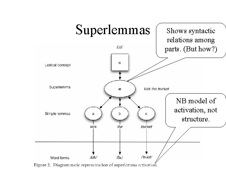 Superlemmas Shows syntactic relations among parts. (But how? ) NB model of activation, not