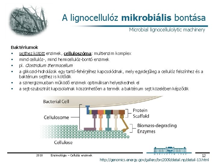 A lignocellulóz mikrobiális bontása Microbial lignocellulolytic machinery Baktériumok § sejthez kötött enzimek, celluloszóma: multienzim