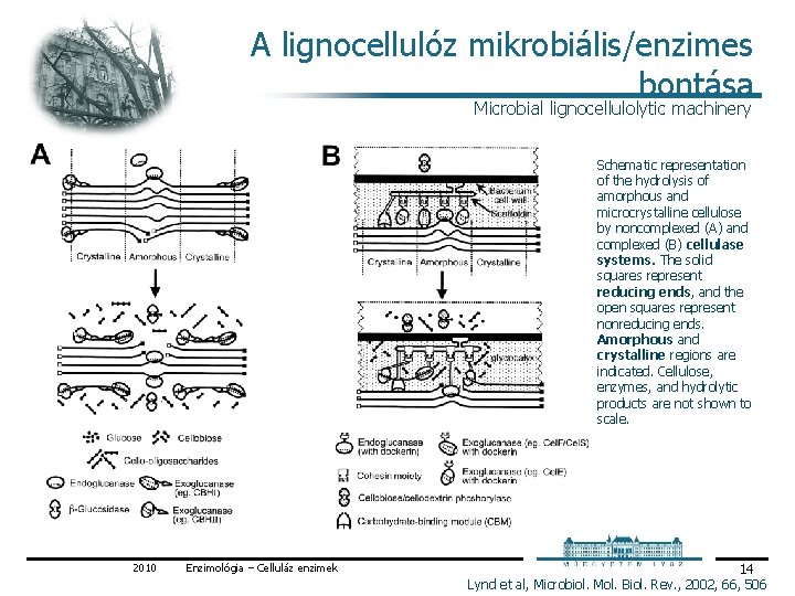 A lignocellulóz mikrobiális/enzimes bontása Microbial lignocellulolytic machinery Schematic representation of the hydrolysis of amorphous