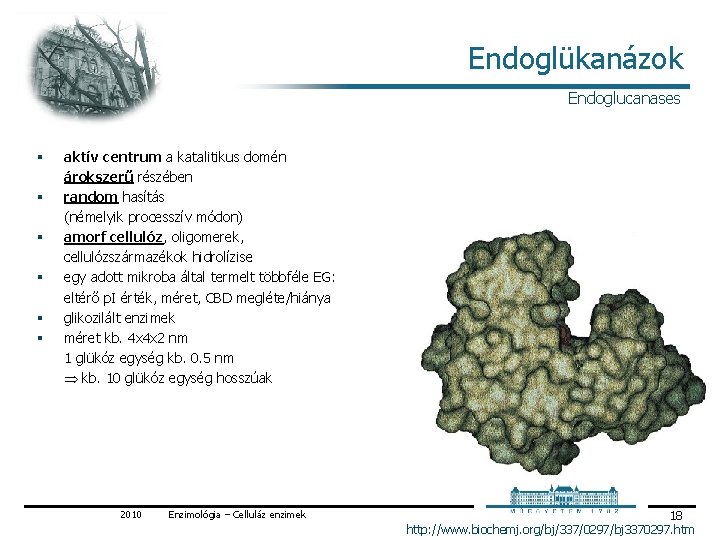 Endoglükanázok Endoglucanases § § § aktív centrum a katalitikus domén árokszerű részében random hasítás