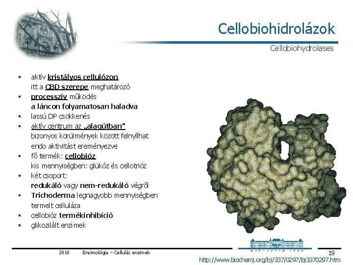 Cellobiohidrolázok Cellobiohydrolases § § § § § aktív kristályos cellulózon itt a CBD szerepe