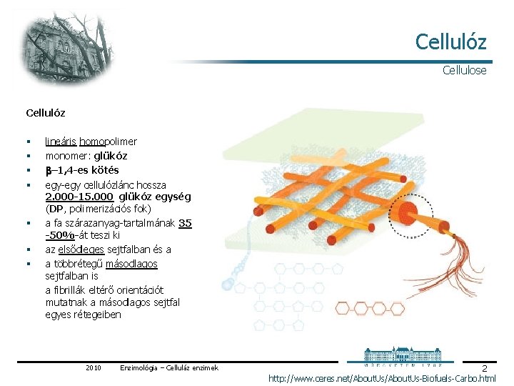 Cellulóz Cellulose Cellulóz § § § § lineáris homopolimer monomer: glükóz b– 1, 4