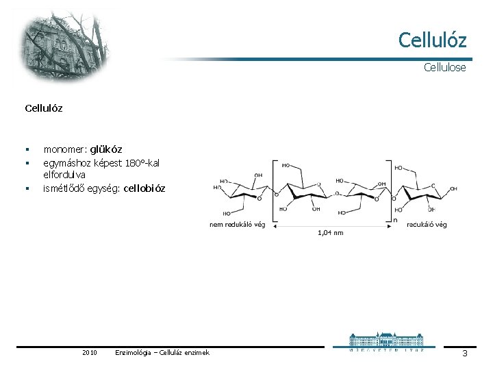 Cellulóz Cellulose Cellulóz § § § monomer: glükóz egymáshoz képest 180° kal elfordulva ismétlődő