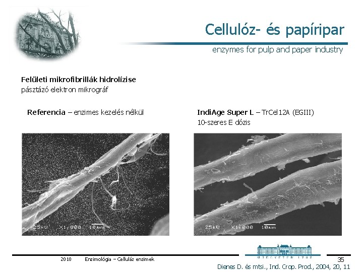 Cellulóz és papíripar enzymes for pulp and paper industry Felületi mikrofibrillák hidrolízise pásztázó elektron