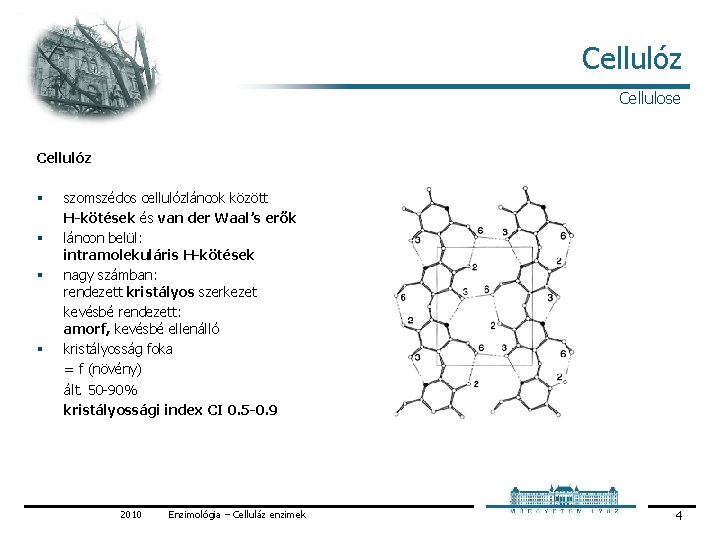 Cellulóz Cellulose Cellulóz § § szomszédos cellulózláncok között H-kötések és van der Waal’s erők