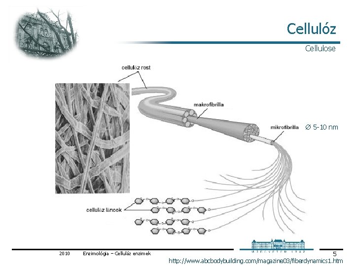 Cellulóz Cellulose 5 10 nm 2010 Enzimológia – Celluláz enzimek 5 http: //www. abcbodybuilding.
