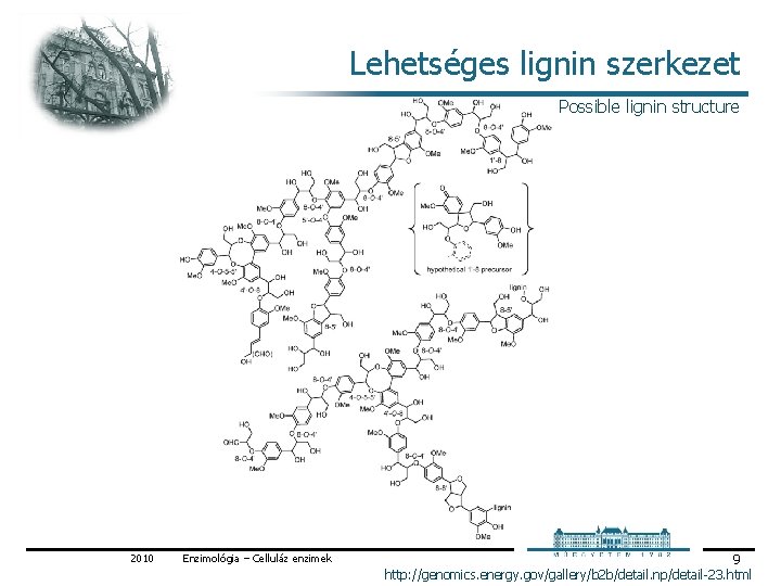 Lehetséges lignin szerkezet Possible lignin structure 2010 Enzimológia – Celluláz enzimek 9 http: //genomics.