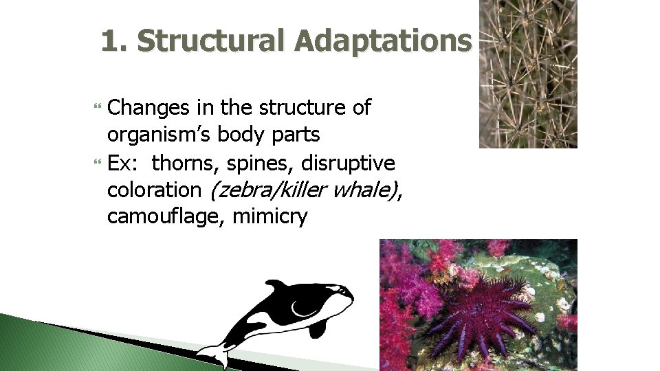 1. Structural Adaptations Changes in the structure of organism’s body parts Ex: thorns, spines,