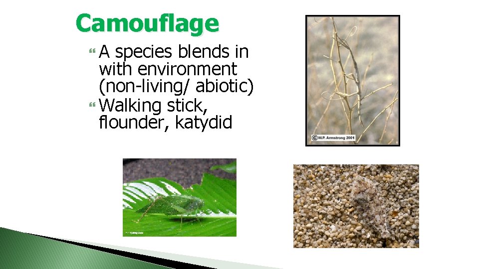 Camouflage A species blends in with environment (non-living/ abiotic) Walking stick, flounder, katydid 