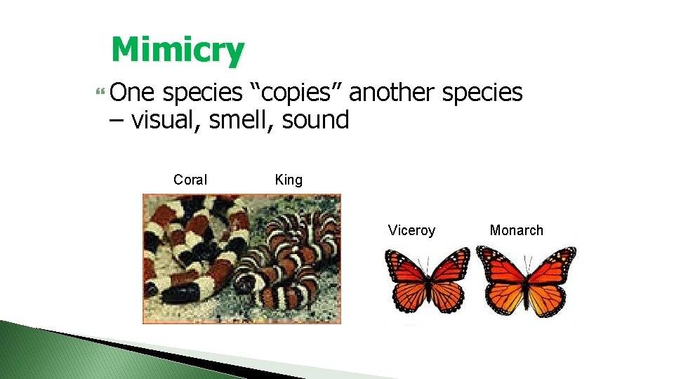 Mimicry One species “copies” another species – visual, smell, sound Coral King Viceroy Monarch