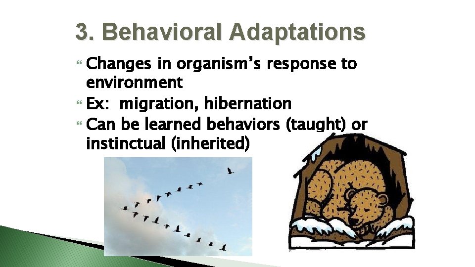 3. Behavioral Adaptations Changes in organism’s response to environment Ex: migration, hibernation Can be
