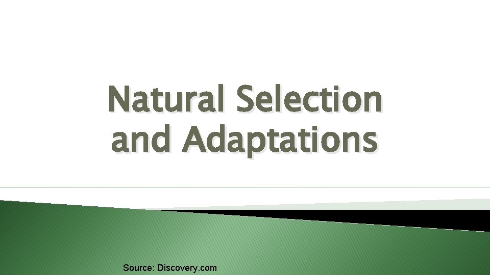 Natural Selection and Adaptations Source: Discovery. com 