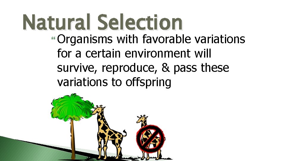 Natural Selection Organisms with favorable variations for a certain environment will survive, reproduce, &