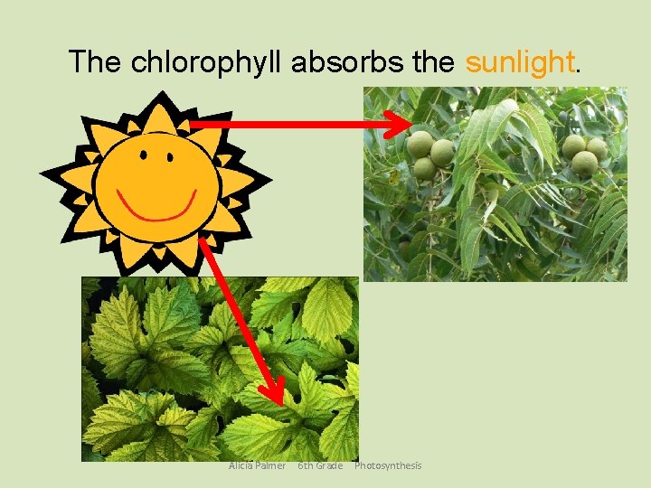 The chlorophyll absorbs the sunlight. Alicia Palmer 6 th Grade Photosynthesis 