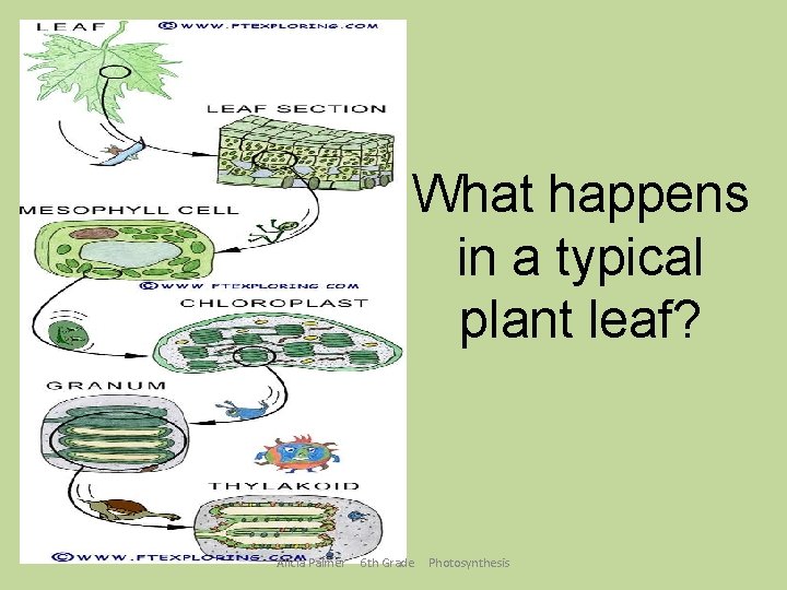 What happens in a typical plant leaf? Alicia Palmer 6 th Grade Photosynthesis 