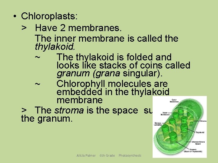  • Chloroplasts: > Have 2 membranes. The inner membrane is called the thylakoid.