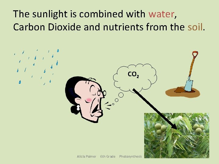 The sunlight is combined with water, Carbon Dioxide and nutrients from the soil. CO