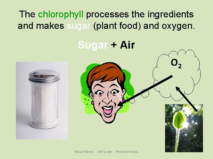 The chlorophyll processes the ingredients and makes sugar (plant food) and oxygen. Sugar +