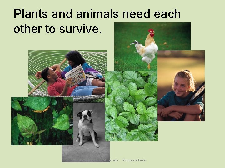 Plants and animals need each other to survive. Alicia Palmer 6 th Grade Photosynthesis