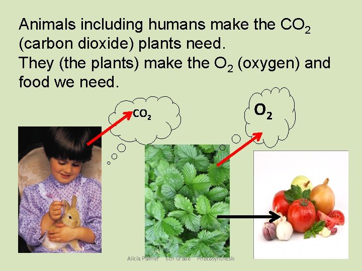Animals including humans make the CO 2 (carbon dioxide) plants need. They (the plants)
