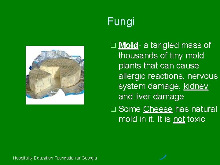 Fungi Mold- a tangled mass of thousands of tiny mold plants that can cause