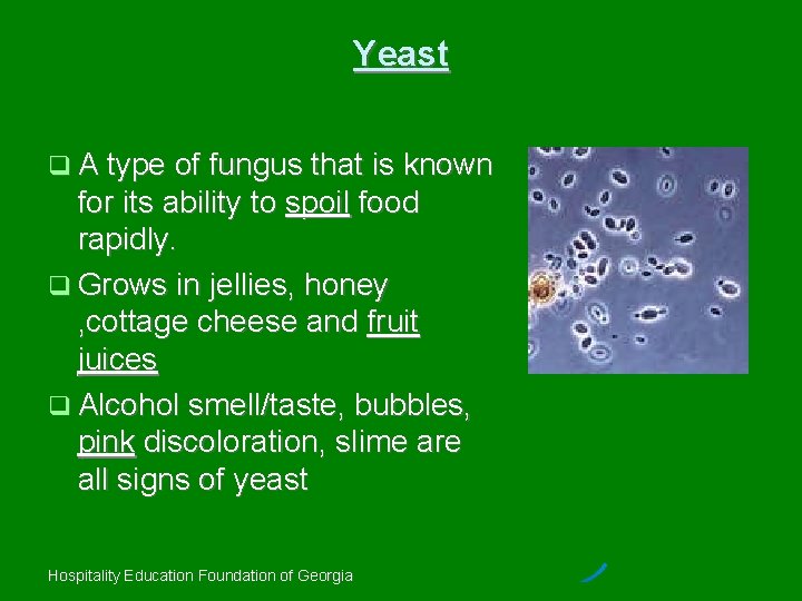 Yeast A type of fungus that is known for its ability to spoil food