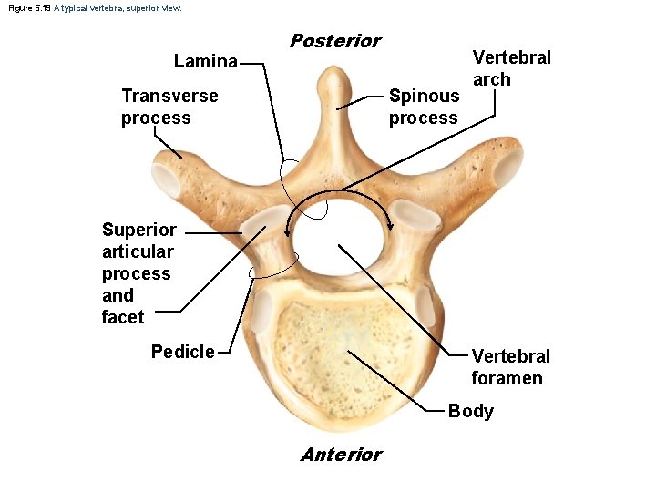 Figure 5. 19 A typical vertebra, superior view. Lamina Posterior Transverse process Spinous process