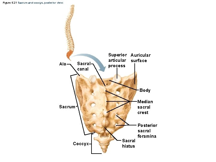 Figure 5. 21 Sacrum and coccyx, posterior view. Sacral canal Ala Superior Auricular articular