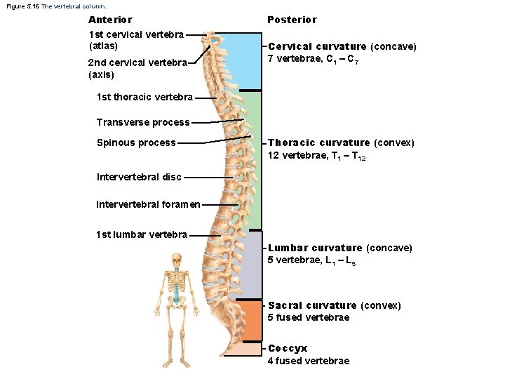 Figure 5. 16 The vertebral column. Anterior 1 st cervical vertebra (atlas) 2 nd