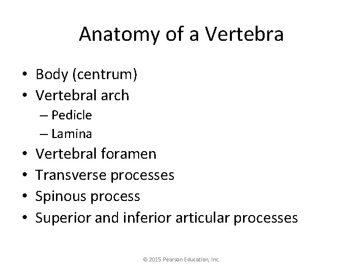 Anatomy of a Vertebra • Body (centrum) • Vertebral arch – Pedicle – Lamina