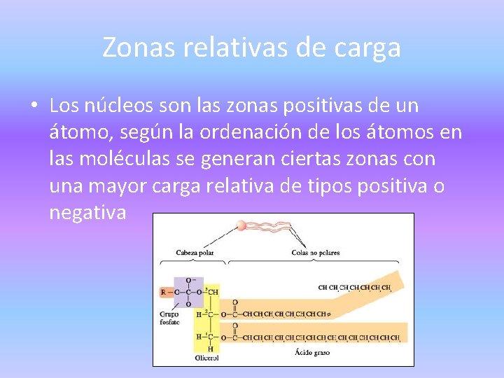 Zonas relativas de carga • Los núcleos son las zonas positivas de un átomo,